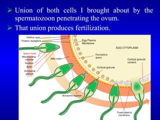  Union of both cells I brought about by the
spermatozoon penetrating the ovum.
 That union produces fertilization.
 