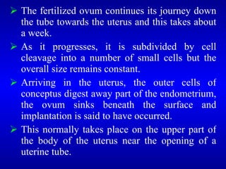  The fertilized ovum continues its journey down
the tube towards the uterus and this takes about
a week.
 As it progresses, it is subdivided by cell
cleavage into a number of small cells but the
overall size remains constant.
 Arriving in the uterus, the outer cells of
conceptus digest away part of the endometrium,
the ovum sinks beneath the surface and
implantation is said to have occurred.
 This normally takes place on the upper part of
the body of the uterus near the opening of a
uterine tube.
 
