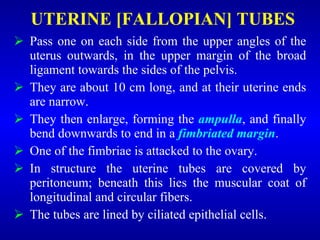 UTERINE [FALLOPIAN] TUBES
 Pass one on each side from the upper angles of the
uterus outwards, in the upper margin of the broad
ligament towards the sides of the pelvis.
 They are about 10 cm long, and at their uterine ends
are narrow.
 They then enlarge, forming the ampulla, and finally
bend downwards to end in a fimbriated margin.
 One of the fimbriae is attacked to the ovary.
 In structure the uterine tubes are covered by
peritoneum; beneath this lies the muscular coat of
longitudinal and circular fibers.
 The tubes are lined by ciliated epithelial cells.
 