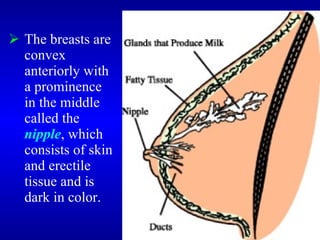  The breasts are
convex
anteriorly with
a prominence
in the middle
called the
nipple, which
consists of skin
and erectile
tissue and is
dark in color.
 