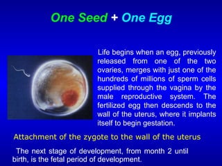 One Seed + One Egg
The next stage of development, from month 2 until
birth, is the fetal period of development.
Life begins when an egg, previously
released from one of the two
ovaries, merges with just one of the
hundreds of millions of sperm cells
supplied through the vagina by the
male reproductive system. The
fertilized egg then descends to the
wall of the uterus, where it implants
itself to begin gestation.
Attachment of the zygote to the wall of the uterus
 