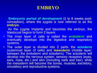 EMBRYO
Embryonic period of development (2 to 8 weeks post-
conception), where the zygote is now referred to as the
embryo.
As the zygote implants and becomes the embryo, the
blastocyst begins to form 2 layers:
• The inner layer of cells is called the endoderm and
eventually develops into the digestive and respiratory
systems.
• The outer layer is divided into 2 parts: the ectoderm
(outermost layer of cells) and mesoderm (middle layer;
between the endoderm and ectoderm). The ectoderm will
develop into the nervous system, sensory receptors (eyes,
ears, nose, etc.) and skin (including nails and hair), while
the mesoderm will become the bones, muscles, excretory,
circulatory and reproductive systems.
 