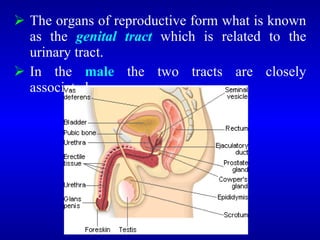 Organs of the Reproductive System.ppt