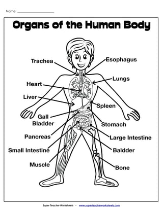 Name: _______________________




    Organs of the Human Body




                      Super Teacher Worksheets -   www.superteacherworksheets.com
 