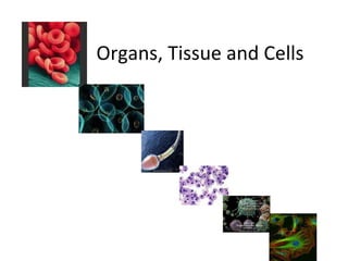 Organs, Tissue and Cells 