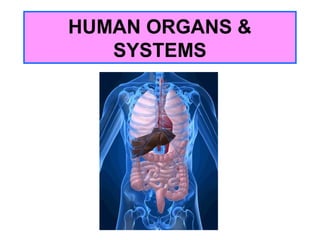 HUMAN ORGANS &
SYSTEMS
 