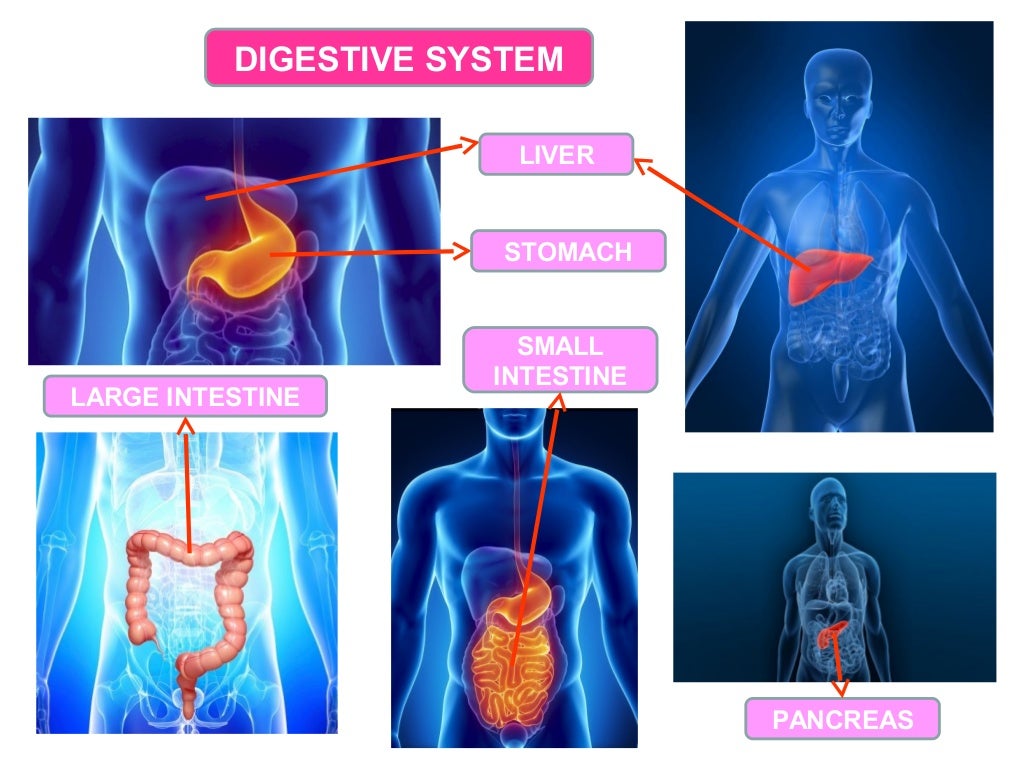 Organs and systems in the human body
