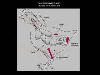 Organs Immune System 1 | PPT