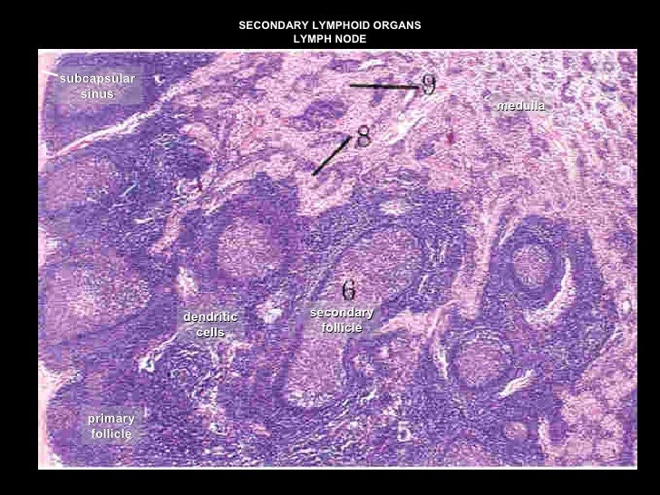 Organs Immune System 1