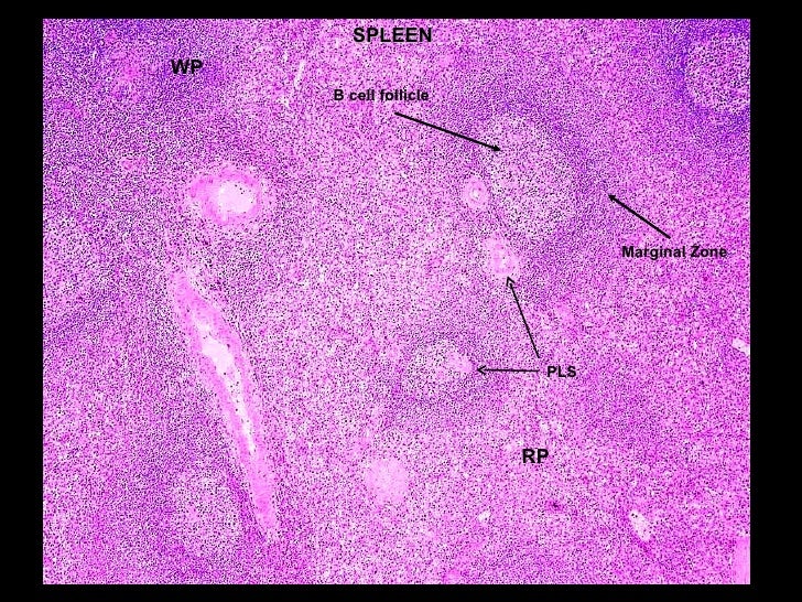 Organs Immune System 1