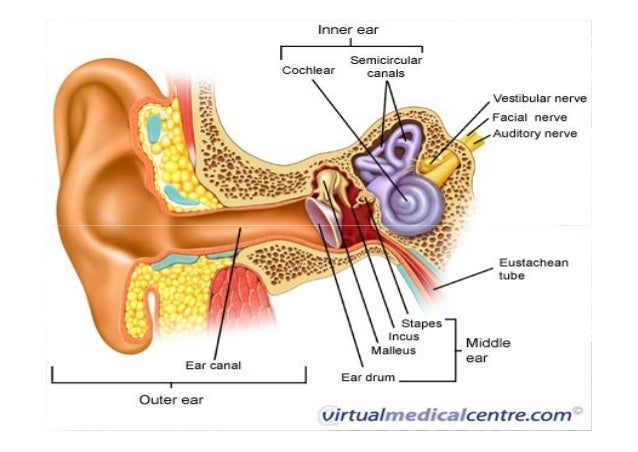 Organ Sistem Pendengaran