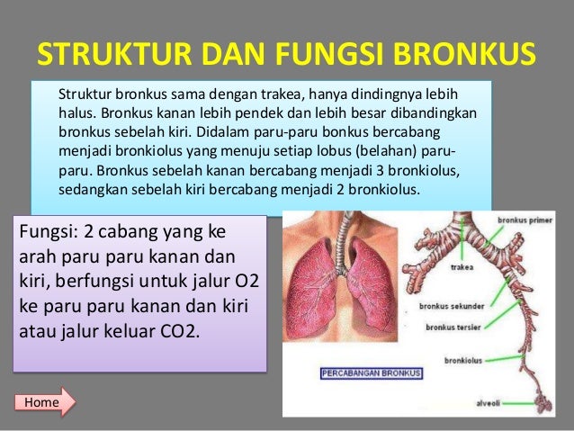 Organ sistem pernafasan baru
