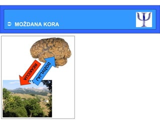  MOŽDANA KORA

                    Najvažniji deo nervnog sistema je kora
                    velikog mozga koja se sastoji od velikog
                    broja nervnih ćelija i vlakana.


                    Zahvaljujući moždanoj kori čovek
    D
    RE

     OŽ




                    može da stvara doživljaj spoljašnjeg
       A

        IV
         KC




                    sveta i da reaguje na njega.
           L JA
             IJA

                J




                    Uz pomoć moždane kore čovek može
                    da misli, govori i pamti.
 