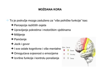 MOŽDANA KORA


 To je područje mozga zaduženo za “više psihičke funkcije” kao:
    Percepcija različitih osjeta
    Upravljanje pokretima i motoričkim vještinama
    Mišljenje
    Pamćenje
    Jezik i govor
    I sve ostale kognitivne i više mentalne funkcije
    Omogućava svjesnost o emocijama
    Izvršne funkcije i kontrolu ponašanja
 