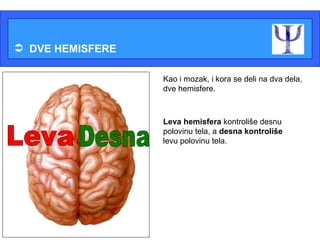  DVE HEMISFERE

                     Kao i mozak, i kora se deli na dva dela,
         L   D       dve hemisfere.



                     Leva hemisfera kontroliše desnu
                     polovinu tela, a desna kontroliše
                     levu polovinu tela.



     L           D
 