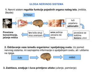 ULOGA NERVNOG SISTEMA

  1. Nervni sistem reguliše funkcije pojedinih organa našeg tela. (mišiće,
  žlezde)
                   STRAH

                                                             luči
                                                          pojačano
                                                         adrenalin

Povećana              krv brže struji     srce počinje         povećava se
koncentracija,        kroz oranizam       ubrzano da           količina
jačanje mišića                            kuca                 šećera u krvi



 2. Održavanje veze između organizma i spoljašnjeg sveta. Uz pomoć
 nervnog sistema, mi saznajemo informacije o spoljašnjem svetu, ali i utičemo
 na njega.
             čulo                                          mišići



3. Zadržava, sredjuje i čuva primljene utiske (učenje, pamćenje)
 