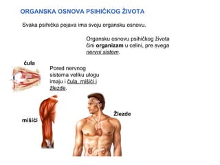 ORGANSKA OSNOVA PSIHIČKOG ŽIVOTA

Svaka psihička pojava ima svoju organsku osnovu.

                          Organsku osnovu psihičkog života
                          čini organizam u celini, pre svega
                          nervni sistem.

čula
          Pored nervnog
          sistema veliku ulogu
          imaju i čula, mišići i
          žlezde.



                                     Žlezde
mišići
 