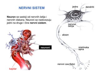 NERVNI SISTEM

Neuron se sastoji od nervnih ćelija i
nervnih vlakana. Neuroni se nadovezuju
jedni na druge i čine nervni sistem.




                            neuroni




  kapilar
 