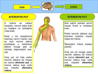 čulo                  mišići



    AFERENTNI PUT                 EFERENTNI PUT

U     čulima    se    nalaze    Kod voljnih pokreta nervni
receptori, nervne ćelije koje   impuls kreće iz moždane
su osetljive na odredjene       kore.
vrste draži.
                                Preko nervnih vlakana duž
Drazi u tim receptorima         kičmene moždine impuls
izazivaju nervni impuls, koji   odlazi do mišića.
se kroz nervna vlakna
prosledjuje u određ-ene         Stezanjem mišića nastaju
delove mozga gde se             pokreti.
stvaraju odgovarajući ose-
caji.                           Ovaj put od mozga preko
                                nervnih vlakana do mišića
Ovaj put od čula preko          se naziva eferentni put, a
nervnih vlakana do mozga        nervna vlakna koja vode
se naziva aferentni put, a      ove    impulse  eferentna
nervna vlakna koja vode         vlakna.
ove    impulse  aferentna
vlakna.
 