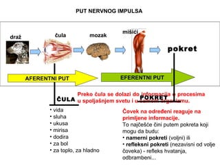 PUT NERVNOG IMPULSA


                                       mišići
draž            čula          mozak

                                                         pokret


       AFERENTNI PUT                  EFERENTNI PUT


                     Preko čula se dolazi do informacija o procesima
                                             POKRET
                ČULA u spoljašnjem svetu i u samom organizmu.
              • vida                   Čovek na određeni reaguje na
              • sluha                  primljene informacije.
              • ukusa                  To najčešće čini putem pokreta koji
              • mirisa                 mogu da budu:
              • dodira                 • namerni pokreti (voljni) ili
              • za bol                 • refleksni pokreti (nezavisni od volje
              • za toplo, za hladno    čoveka) - refleks hvatanja,
                                       odbrambeni...
 