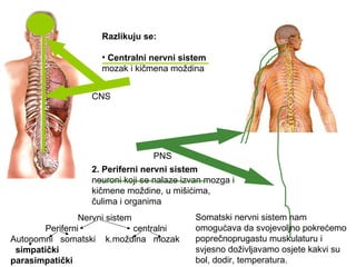 Razlikuju se:

                     • Centralni nervni sistem
                     mozak i kičmena moždina


                   CNS




                                  PNS
                   2. Periferni nervni sistem
                   neuroni koji se nalaze izvan mozga i
                   kičmene moždine, u mišićima,
                   čulima i organima
                 Nervni sistem               Somatski nervni sistem nam
        Periferni              centralni     omogućava da svojevoljno pokrećemo
Autonomni somatski k.moždina mozak           poprečnoprugastu muskulaturu i
 simpatički                                  svjesno doživljavamo osjete kakvi su
parasimpatički                               bol, dodir, temperatura.
 