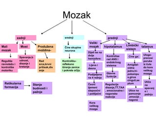 Mozak

              zadnji                         srednji                          prednji
                                                              Veliki
Mali            Most        Produžena                         mozak         hipotalamus       Limbički talamus
                                             Čine skupine
mozak                       moždina-                                                          sistem
                                             neurona
                                                             Dijeli se na
                                                             dvije           Kontrolise                     Uloga-
               Spavanje,b                                                                      Cine ga:
                                                             hemisfere:      rad ANS i                      prenosi
Reguliše       udnost,      Rad            Kontrolišu-                                                      poruke
               disanje i                                                     endokrinog
ravnotežu i                 srca,krvni     refleksno          Lijeva i                        Amigdal-      iz čula
               kretanje                                                      sistema
kontroliše                  pritisak,dis   širenje zenice    desna                            oidna         do kore
motoriku                    anje           i pokrete očiju                                    jedra,hi-     velikog
                                                             Podijeljene     Glavne           pokampu       mozga
                                                             na 4 režnja     funkcije         s,girus
                                                                                              cinguli,se
                                                                                                            Utiče
  Retikularna           Stanje                               Čeoni          Regulacija        ptum
                                                                                                            na
  formacija             budnosti i                           tjemeni        disanja,TT,TAA                  spavanj
                                                             slepoočni      , emocionalne i    Utice na     ei
                        pažnje
                                                             i potiljačni   nagonske           pamcenje     pažnju
                                                                            reakcije           ,emocije ,
                                                                                               nagone
                                                              Kora
                                                              velikog
                                                              mozga
 