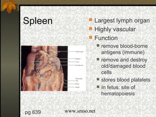 Organs of abdomen | PPT