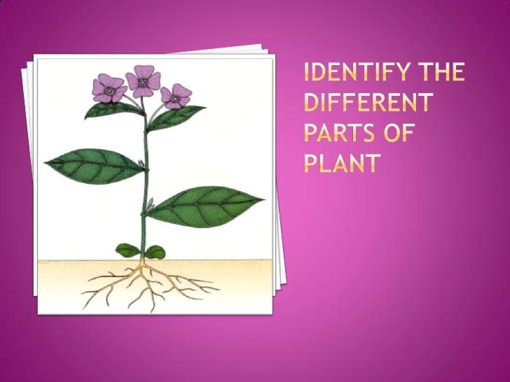 Organs of flowering plant
