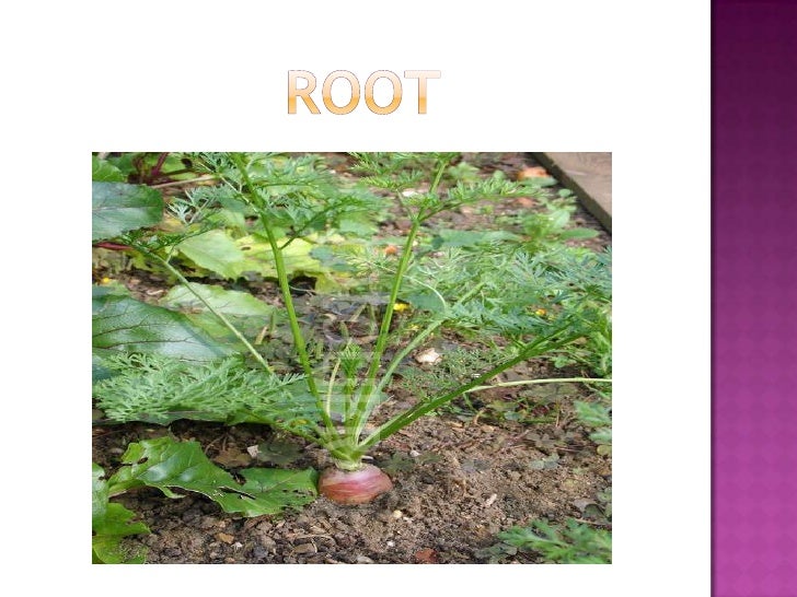 Organs of flowering plant