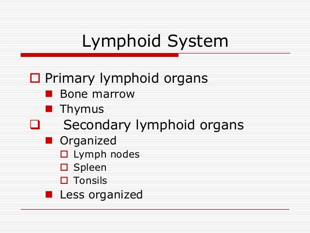 secondary lymphoid organs ideal vistalist co primary lymphoid organs