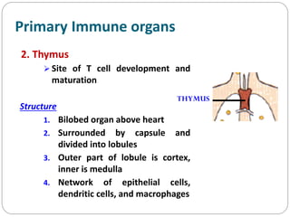 Organs of Immune System.pdf