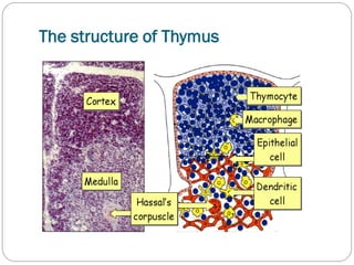 Organs of Immune System.pdf