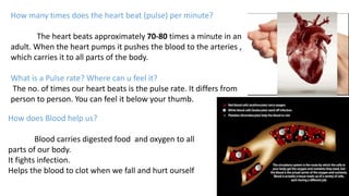How many times does the heart beat (pulse) per minute?
The heart beats approximately 70-80 times a minute in an
adult. When the heart pumps it pushes the blood to the arteries ,
which carries it to all parts of the body.
What is a Pulse rate? Where can u feel it?
The no. of times our heart beats is the pulse rate. It differs from
person to person. You can feel it below your thumb.
How does Blood help us?
Blood carries digested food and oxygen to all
parts of our body.
It fights infection.
Helps the blood to clot when we fall and hurt ourself
 