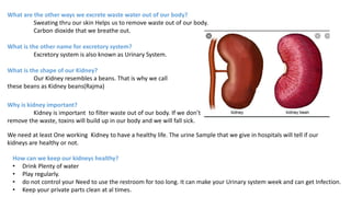 What are the other ways we excrete waste water out of our body?
Sweating thru our skin Helps us to remove waste out of our body.
Carbon dioxide that we breathe out.
What is the other name for excretory system?
Excretory system is also known as Urinary System.
What is the shape of our Kidney?
Our Kidney resembles a beans. That is why we call
these beans as Kidney beans(Rajma)
Why is kidney important?
Kidney is important to filter waste out of our body. If we don’t
remove the waste, toxins will build up in our body and we will fall sick.
We need at least One working Kidney to have a healthy life. The urine Sample that we give in hospitals will tell if our
kidneys are healthy or not.
How can we keep our kidneys healthy?
• Drink Plenty of water
• Play regularly.
• do not control your Need to use the restroom for too long. It can make your Urinary system week and can get Infection.
• Keep your private parts clean at al times.
 