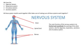 NERVOUS SYSTEM
We have the
 Digestive System
 Respiratory system
 Circulatory System
 excretory System.
All these system need to work together. Who takes care of making sure all these systems work together?
Brain
Spinal Cord
Nerves
The main function of the nervous system is to
Control and coordinate the working of the other
systems. Like the digestive, respiratory , excretory
and circulatory system.
 