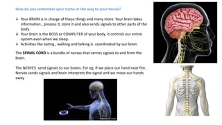 How do you remember your name or the way to your house?
 Your BRAIN is in charge of these things and many more. Your brain takes
information , process it, store it and also sends signals to other parts of the
body.
 Your brain is the BOSS or COMPUTER of your body. It controls our entire
system even when we sleep.
 Activities like eating , walking and talking is coordinated by our brain.
The SPINAL CORD is a bundle of nerves that carries signals to and from the
brain.
The NERVES send signals to our brains. For eg, if we place our hand near fire.
Nerves sends signals and brain interprets the signal and we move our hands
away
 