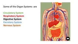 Some of the Organ Systems are
Circulatory System
Respiratory System
Digestive System
Excretory System
Nervous System
 