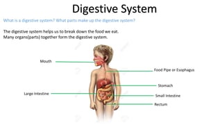 Digestive System
What is a digestive system? What parts make up the digestive system?
The digestive system helps us to break down the food we eat.
Many organs(parts) together form the digestive system.
Mouth
Food Pipe or Esophagus
Stomach
Small Intestine
Rectum
Large Intestine
 