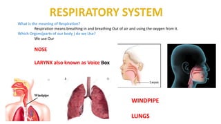What is the meaning of Respiration?
Respiration means breathing in and breathing Out of air and using the oxygen from it.
Which Organs(parts of our body ) do we Use?
We use Our
NOSE
LARYNX also known as Voice Box
WINDPIPE
LUNGS
 