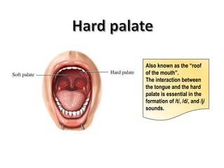 Organs of speech | PPTX