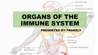 ORGANS OF THE
IMMUNE SYSTEM
PRESENTED BY PRANZLY
 