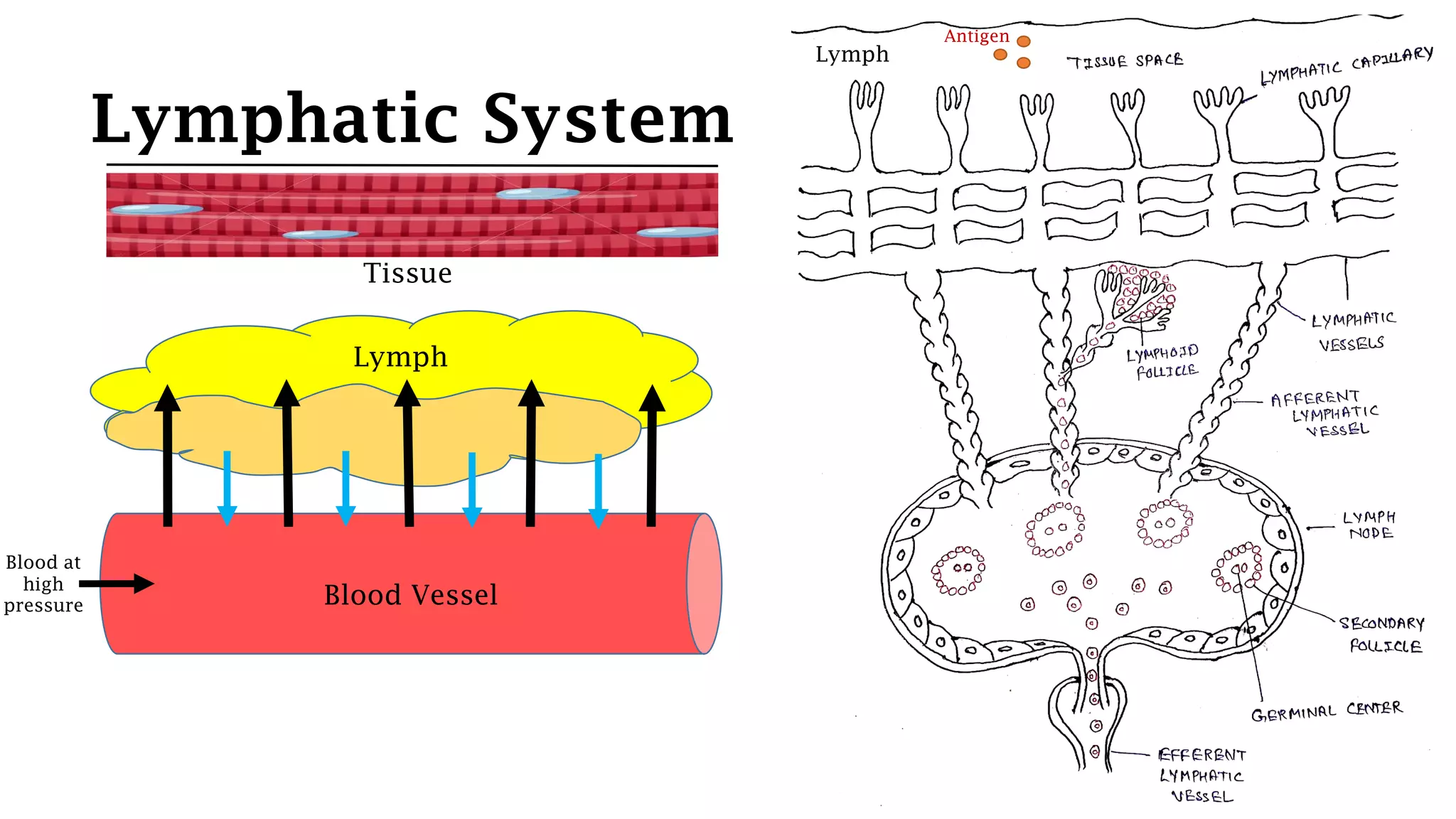 Lymphatic System
Tissue
Lymph
Blood at
high
pressure Blood Vessel
Lymph
Antigen
 