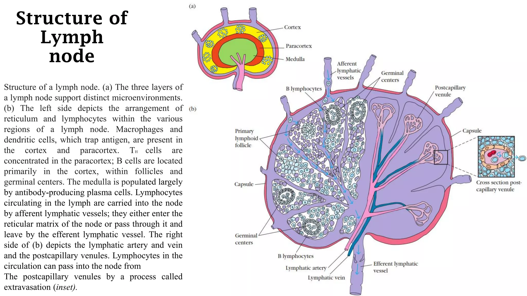 Structure of
Lymph
node
Structure of a lymph node. (a) The three layers of
a lymph node support distinct microenvironments.
(b) The left side depicts the arrangement of
reticulum and lymphocytes within the various
regions of a lymph node. Macrophages and
dendritic cells, which trap antigen, are present in
the cortex and paracortex. TH cells are
concentrated in the paracortex; B cells are located
primarily in the cortex, within follicles and
germinal centers. The medulla is populated largely
by antibody-producing plasma cells. Lymphocytes
circulating in the lymph are carried into the node
by afferent lymphatic vessels; they either enter the
reticular matrix of the node or pass through it and
leave by the efferent lymphatic vessel. The right
side of (b) depicts the lymphatic artery and vein
and the postcapillary venules. Lymphocytes in the
circulation can pass into the node from
The postcapillary venules by a process called
extravasation (inset).
 