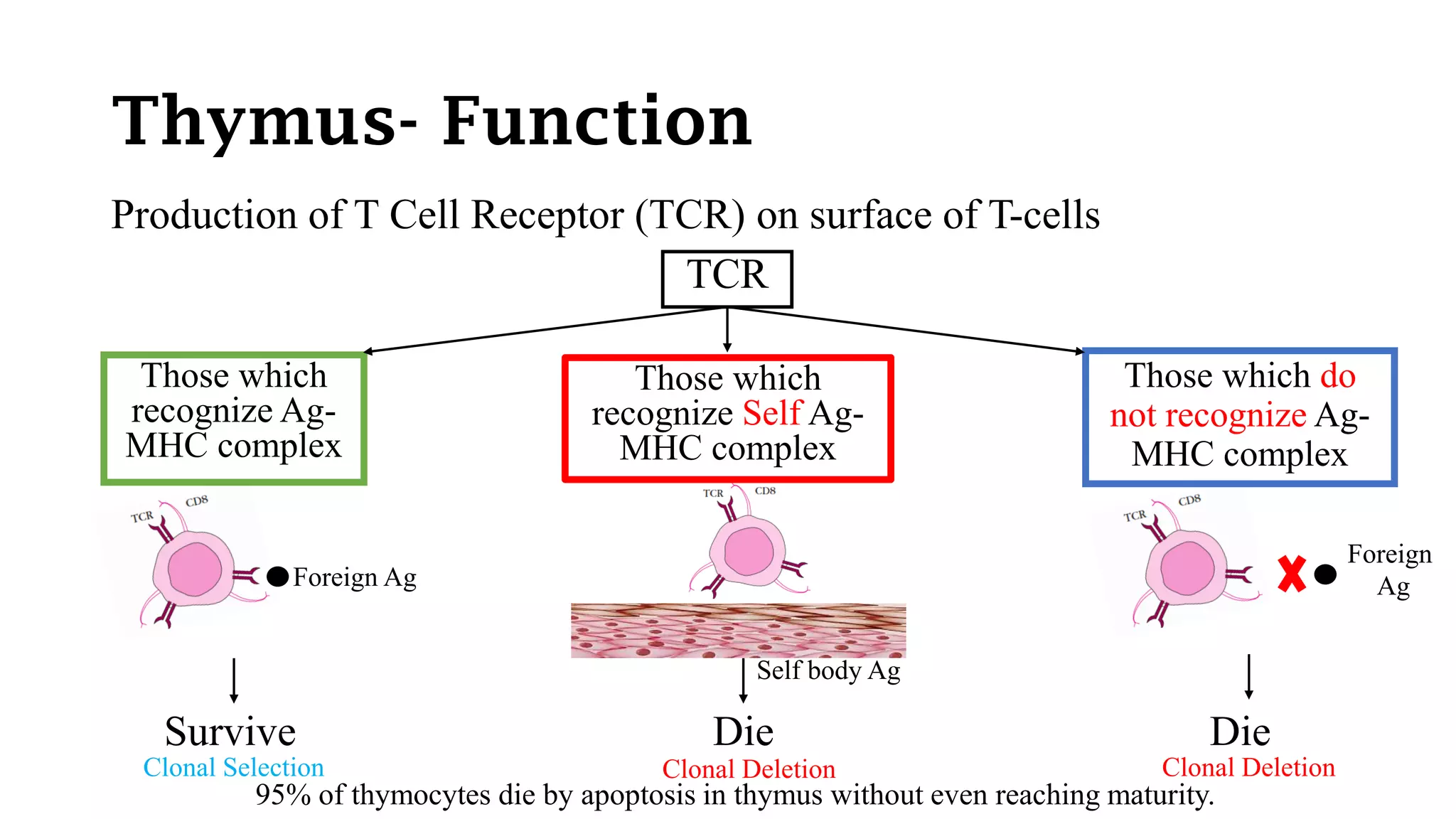 Thymus- Function
Production of T Cell Receptor (TCR) on surface of T-cells
TCR
Those which
recognize Ag-
MHC complex
Those which
recognize Self Ag-
MHC complex
Those which do
not recognize Ag-
MHC complex
DieSurvive Die
95% of thymocytes die by apoptosis in thymus without even reaching maturity.
Foreign Ag
Foreign
Ag
Self body Ag
Clonal Selection Clonal Deletion Clonal Deletion
 