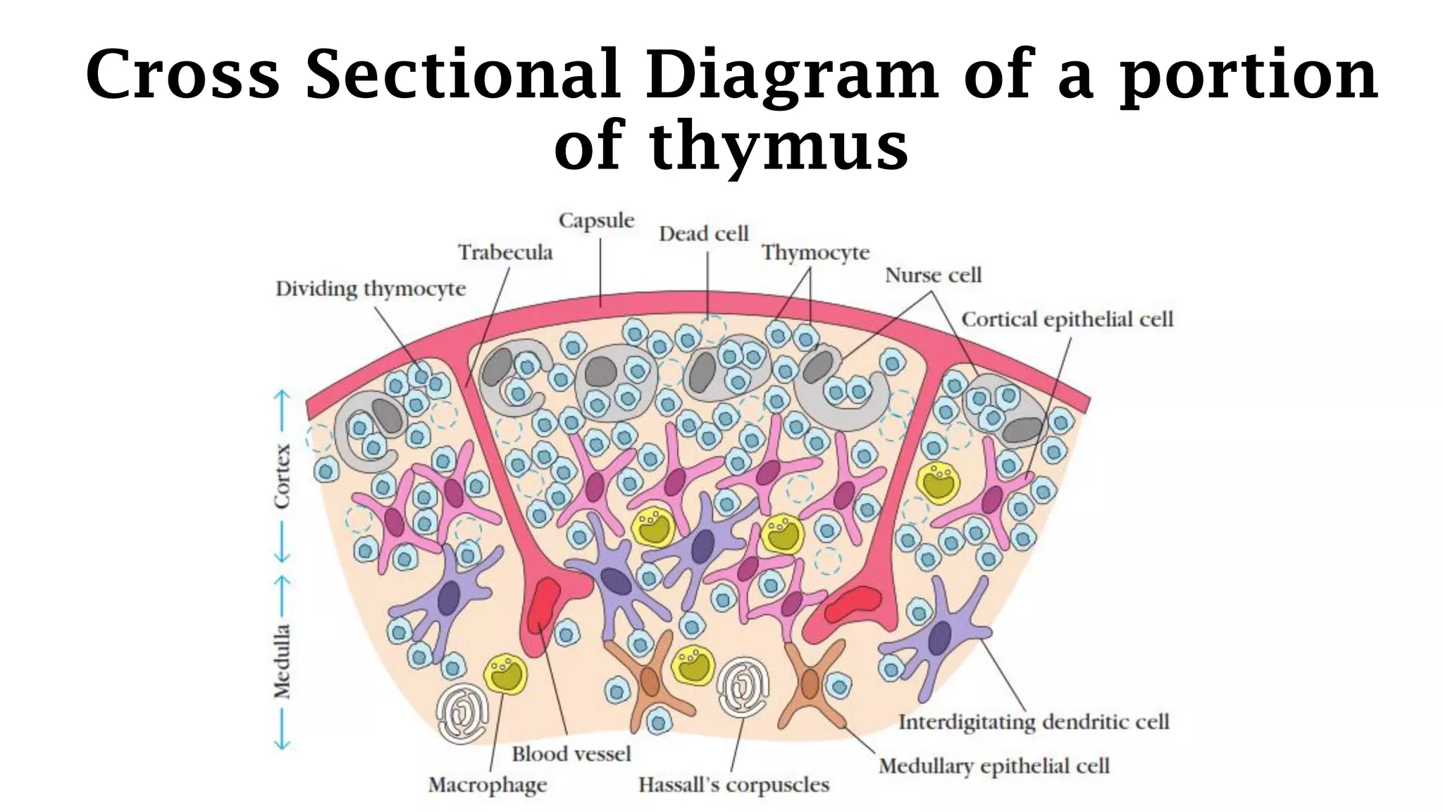 Cross Sectional Diagram of a portion
of thymus
 