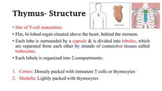 Organs of the immune system | PDF