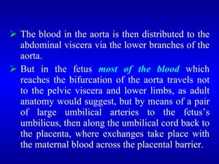 <ul><li>The blood in the aorta is then distributed to the abdominal viscera via the lower branches of the aorta. </li></ul...