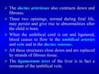 <ul><li>The  ductus arteriosus  also contracts down and fibroses. </li></ul><ul><li>These two openings, normal during feta...