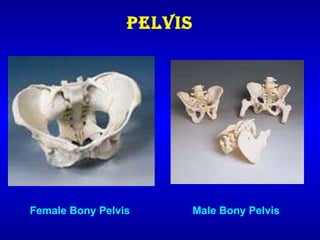 Pelvis Male Bony Pelvis   Female Bony Pelvis   