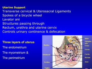 Uterine Support Transverse cervical & Uterosacral Ligaments Spokes of a bicycle wheel Lavator ani Structures passing throu...